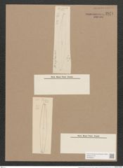 Pleurosigma rigidum W.Sm. (de-Toni-Nr.: Genus 13, Species 1013) Zeichnungen Sammlung Grunow Nr. 2071 (NHMW-BOT-W0368934)